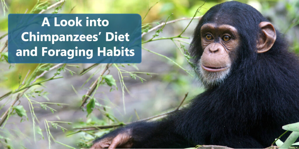 What Do Chimpanzees Eat