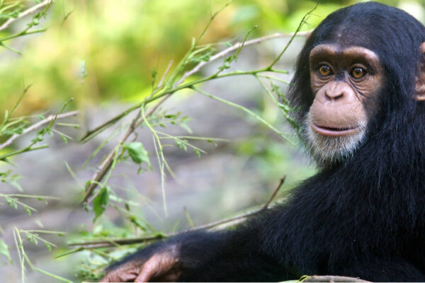 What Do Chimpanzees Eat